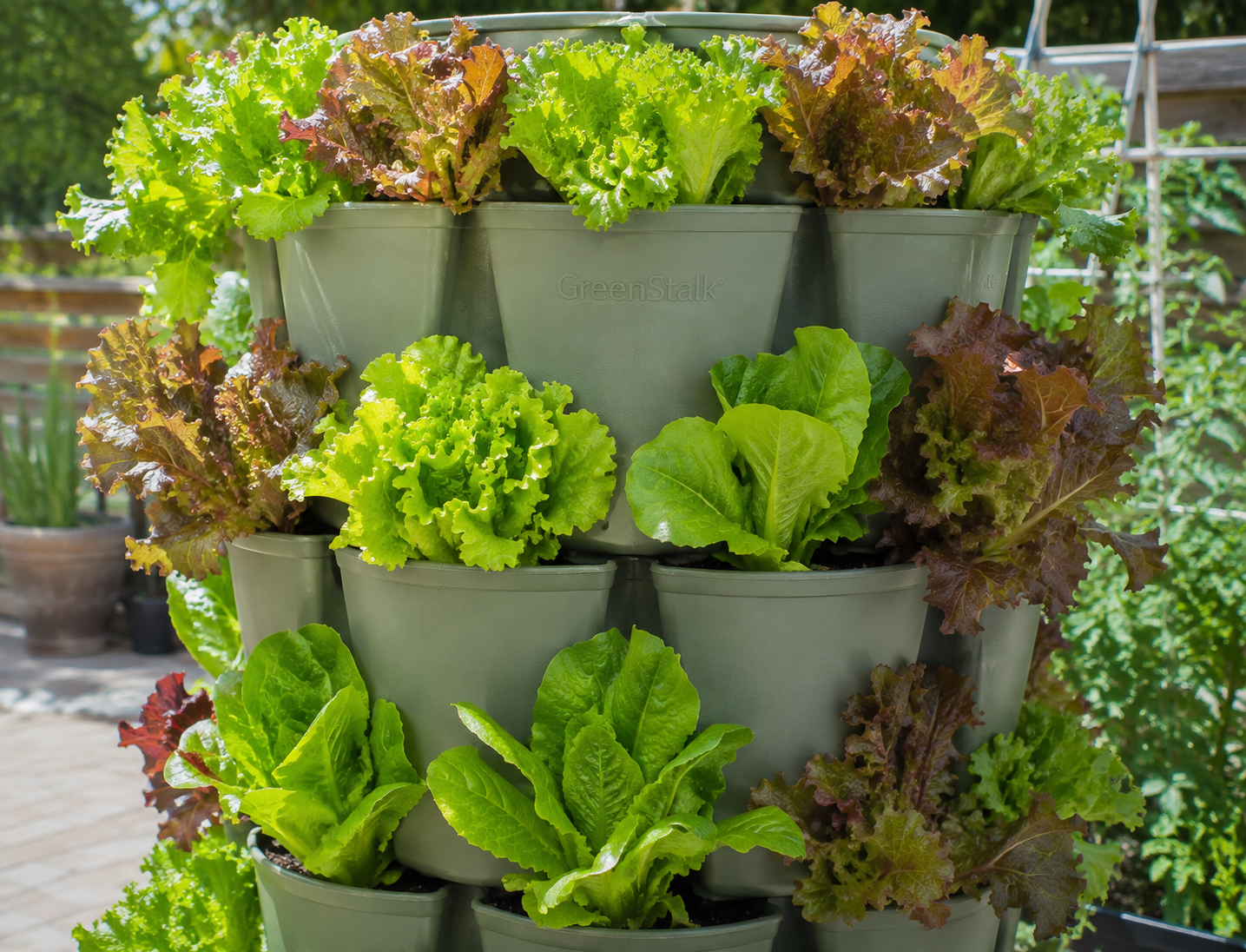 Grow Safe Healthy Lettuce in 30 days