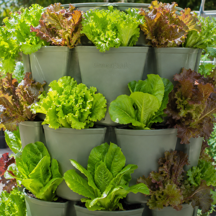 Grow Safe Healthy Lettuce in 30 days