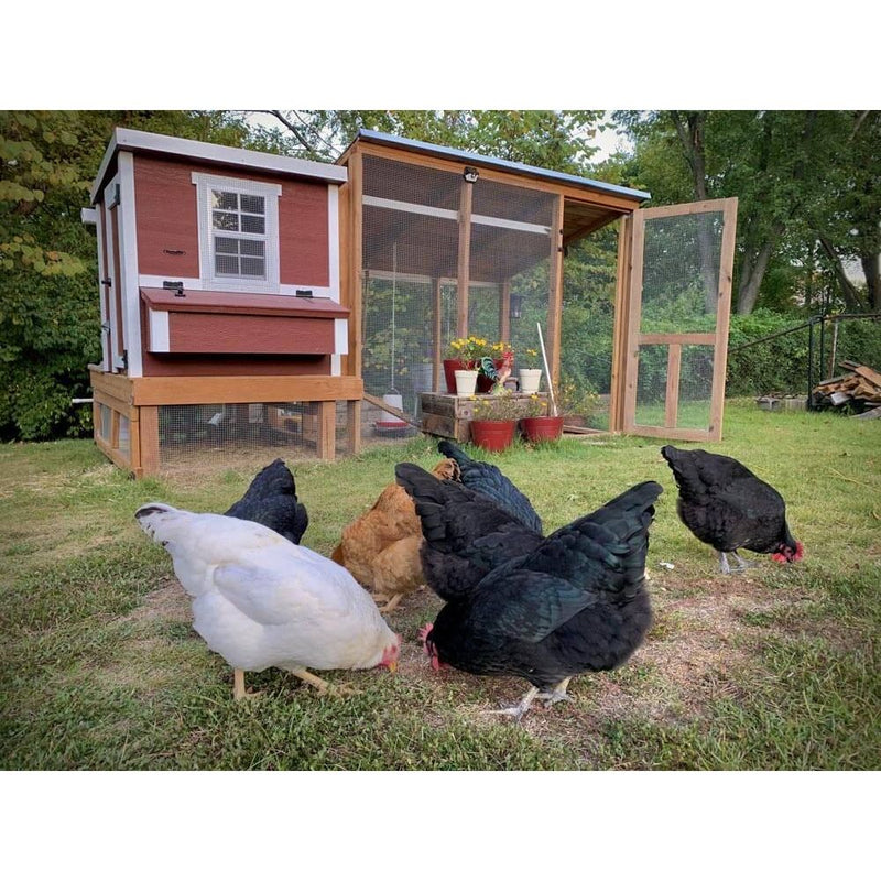Medium Chicken Coop - Up to 10 Chickens