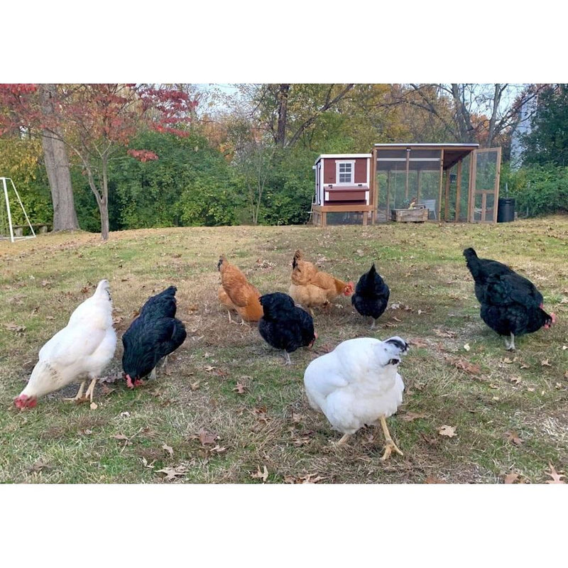 Medium Chicken Coop - Up to 10 Chickens