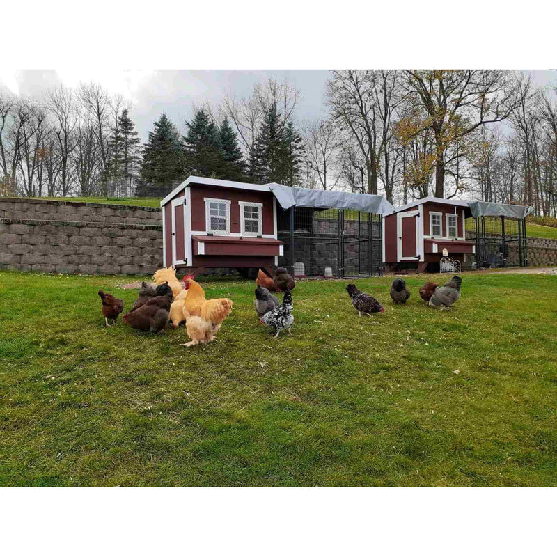 Walk-In 8 ft. Chicken Run (6'6"W x 7'6"L x 6'3"H)