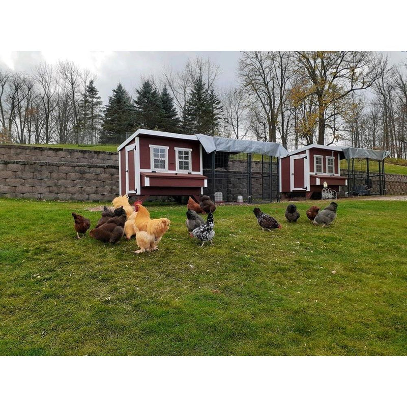 Large Chicken Coop - Up to 15 Chickens